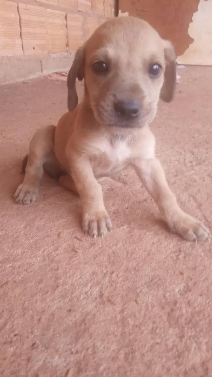 Animais de estimação  - Foto 4