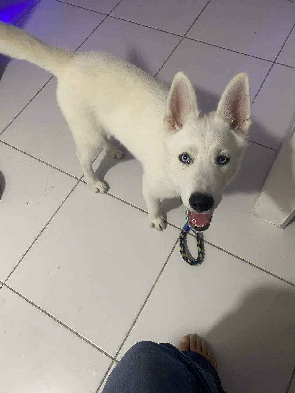 Husky 4 meses - Foto 2