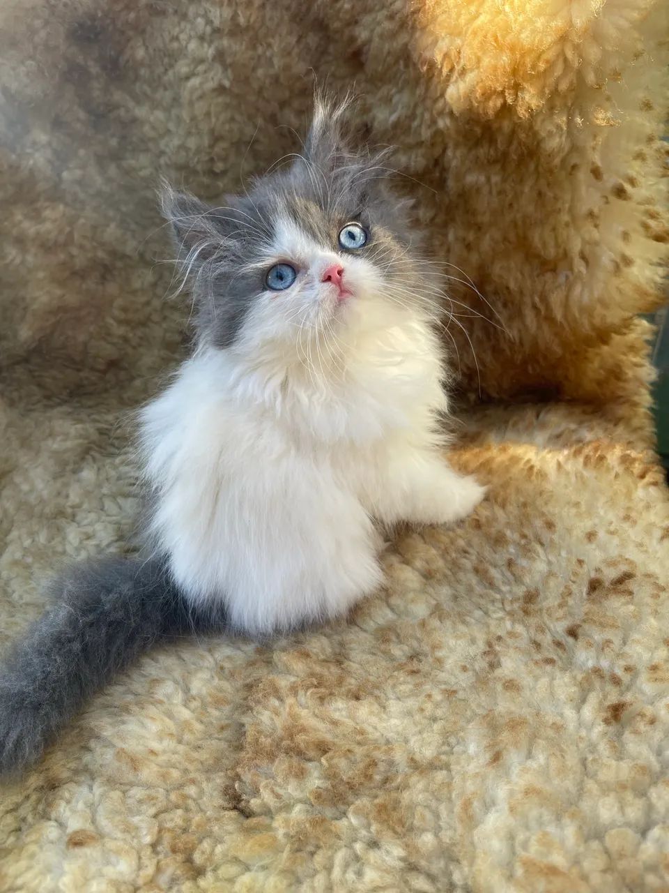 Persian 65576065182211125