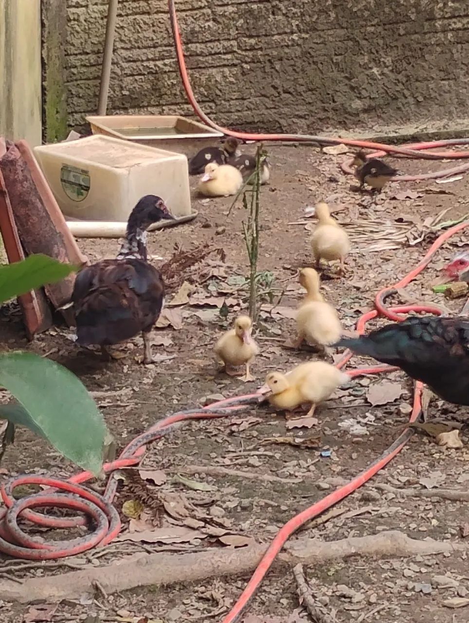 Vendo patos adultos e filhotes  - Foto 3