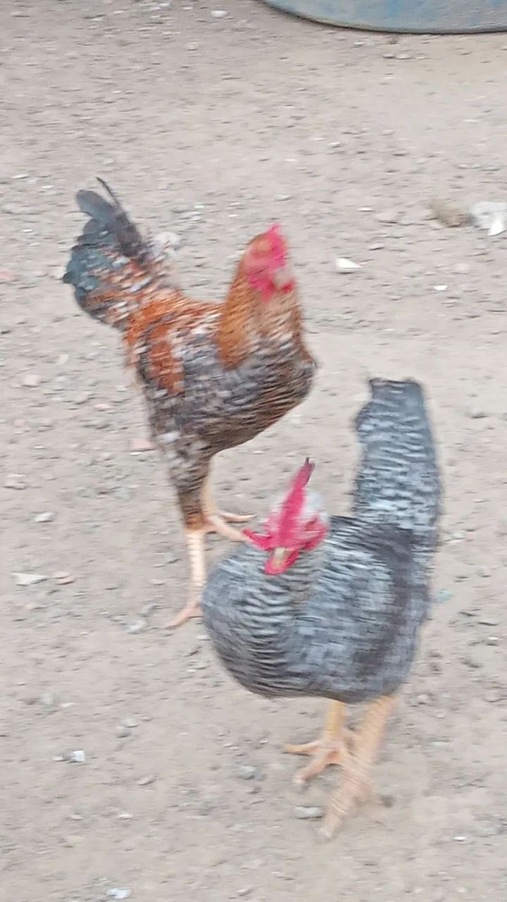 Galos caipiras 