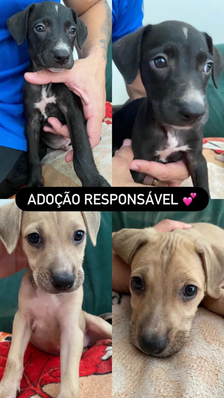 Adote um Pet  - Foto 2