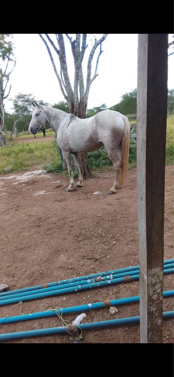 Égua MM cavalo