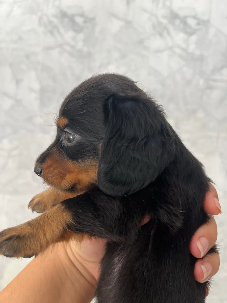 Dachshund pelo longo mini 