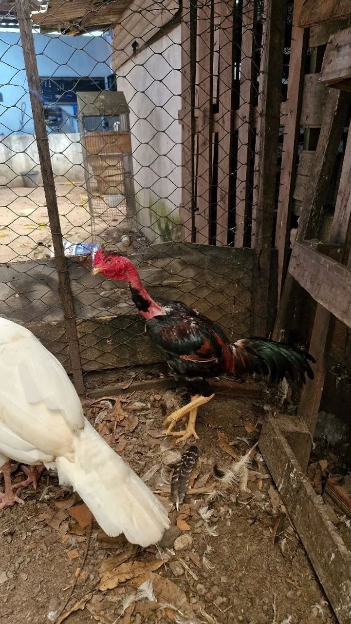 Vende se galo polaco carioca - Foto 3