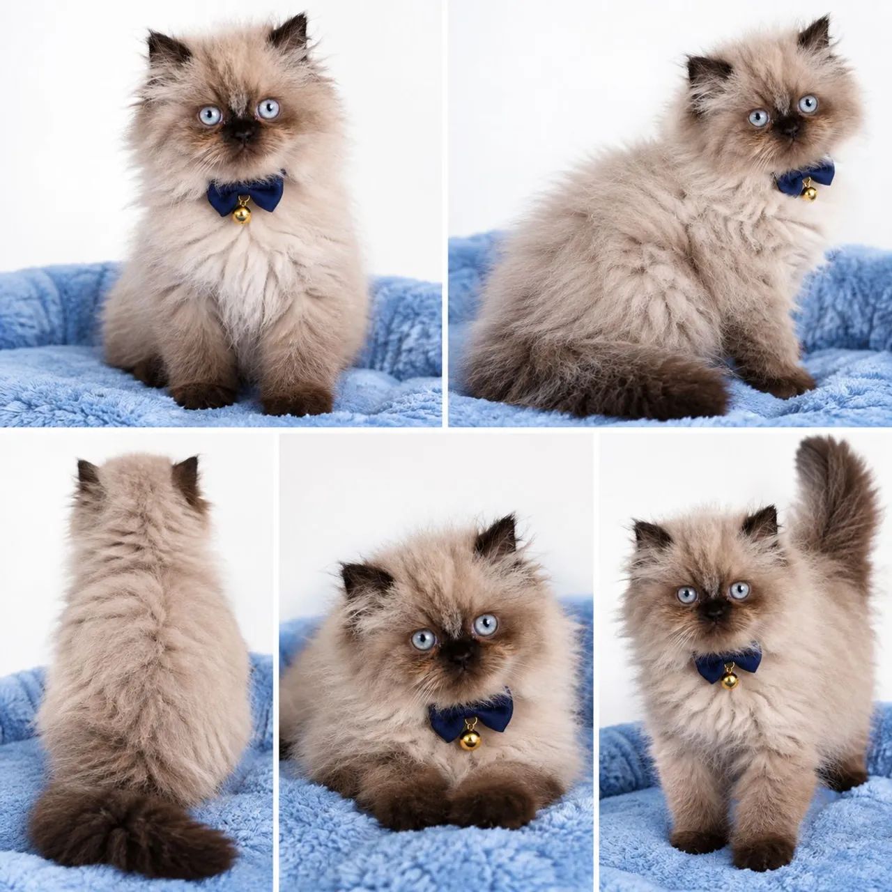 Gato Persa  - Foto 2