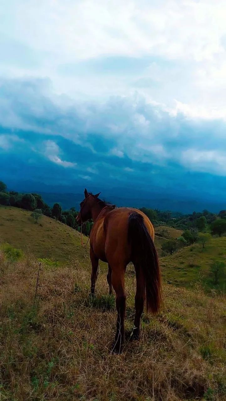 Cavalo quarto de milha  - Foto 5