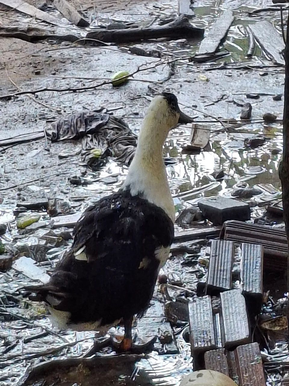 Marreco Pompom - Foto 3