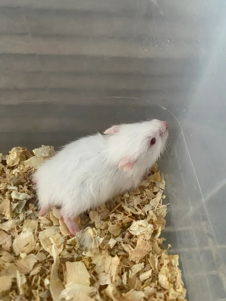 Filhote de hamster sírio fêmea  - Foto 2