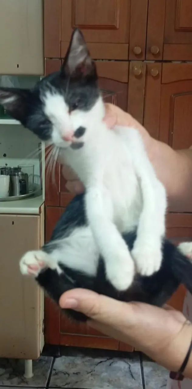 Doação de gatos - Foto 2