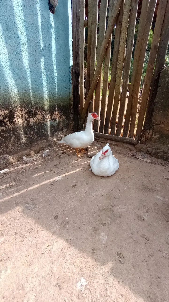 Patos e patas canoa  - Foto 2