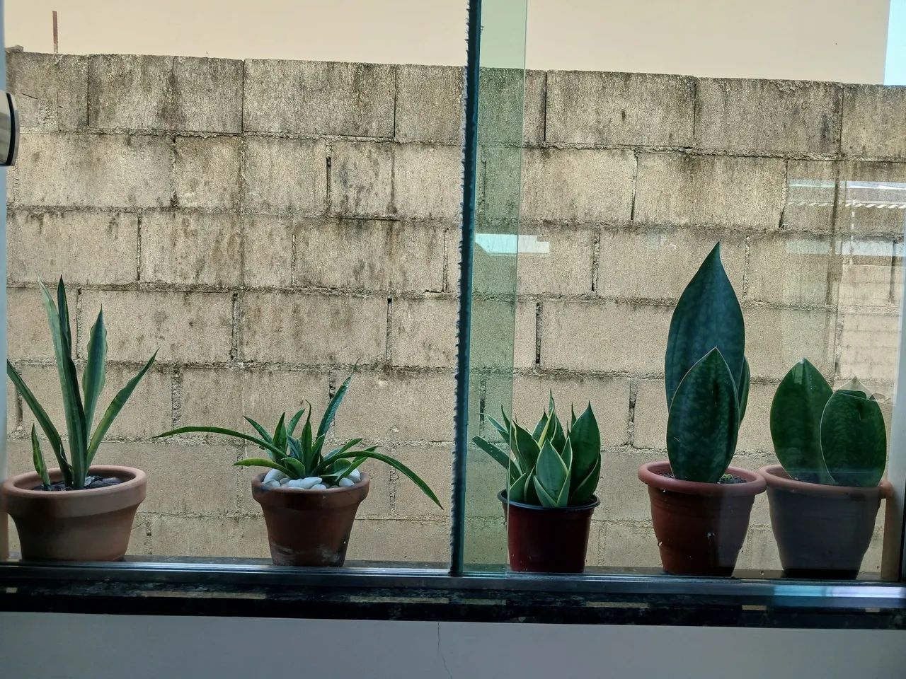 Plantas  - Foto 3