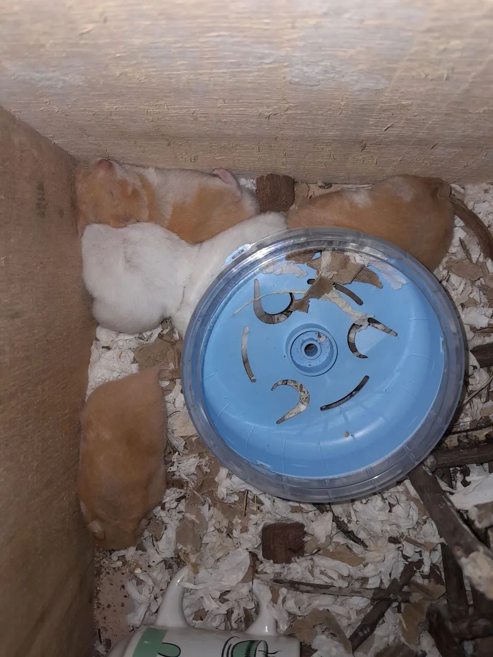Hamsters e gaiolas  - Foto 2