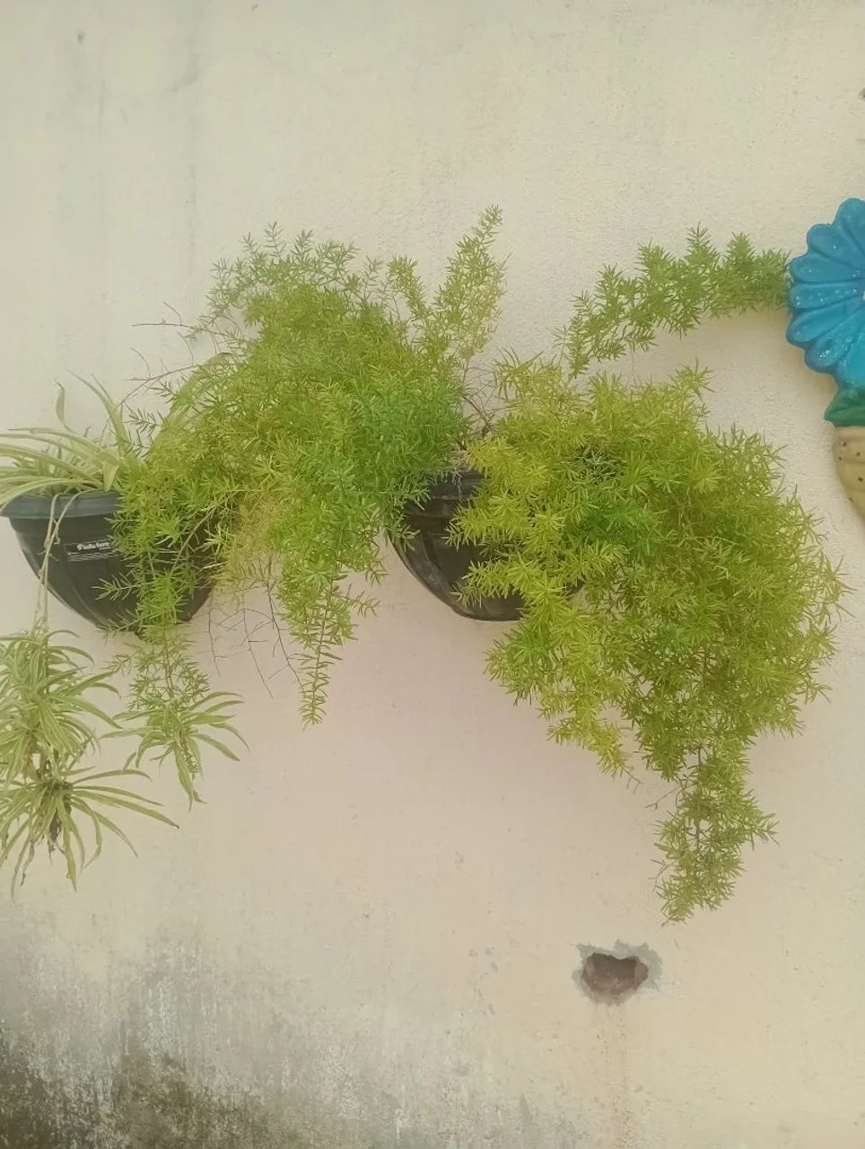 Vendo mudas de plantas  - Foto 5