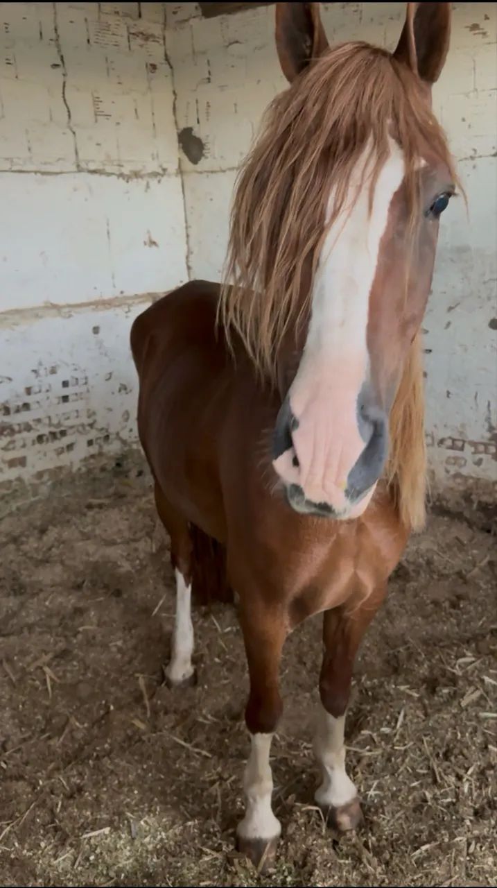 Cavalo Mangalarga marchador  - Foto 5