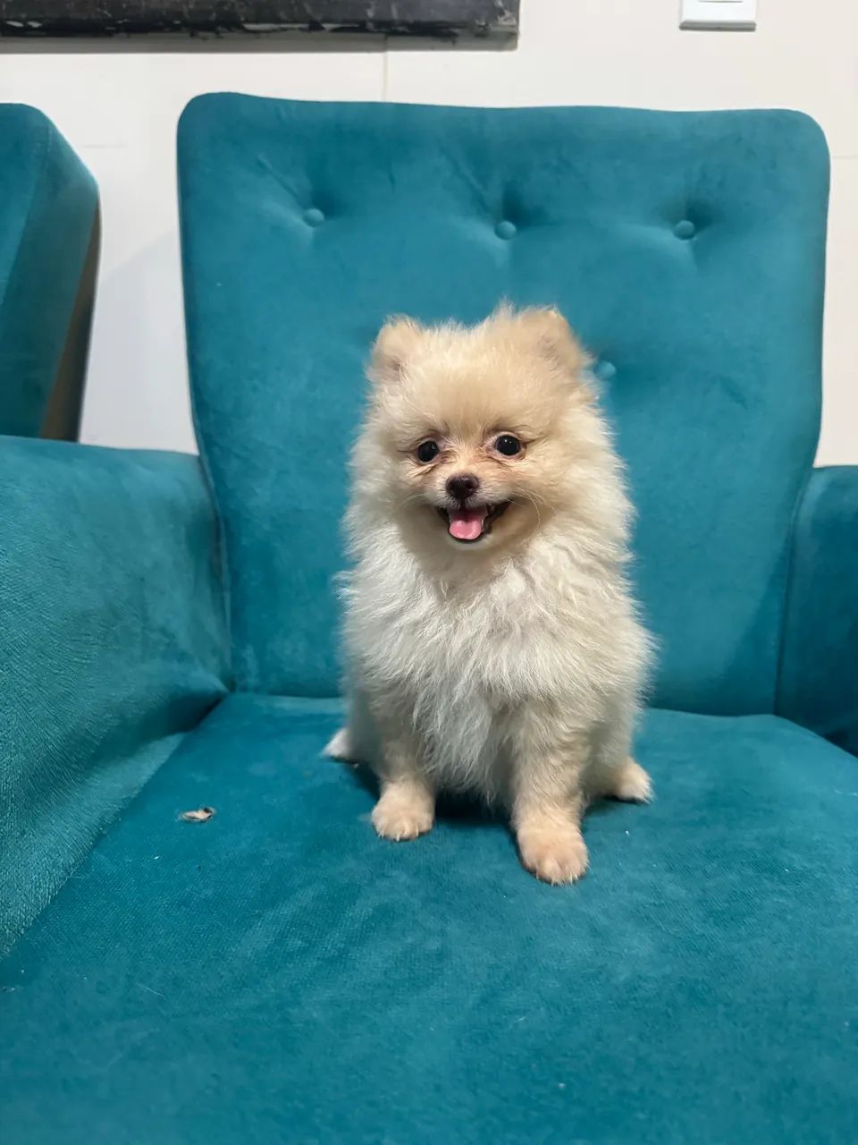 Vendo Spitz Alemão  - Foto 4
