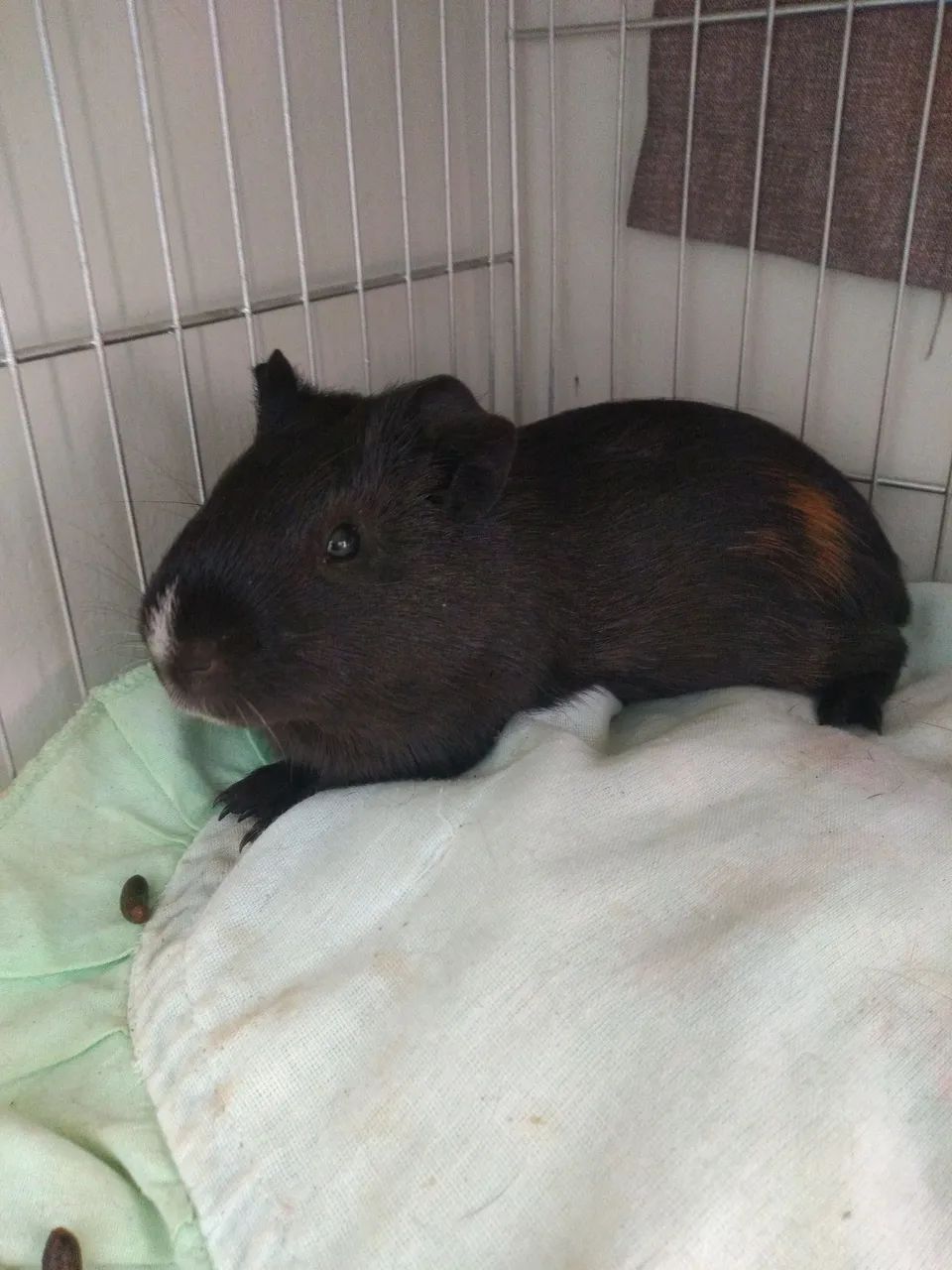 Porquinho da índia NOVO - Foto 2