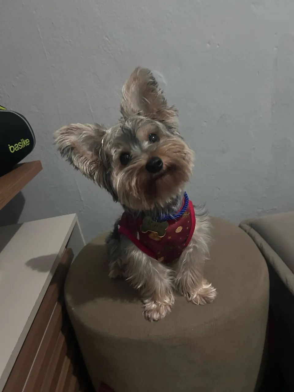 Cachorro - Foto 5