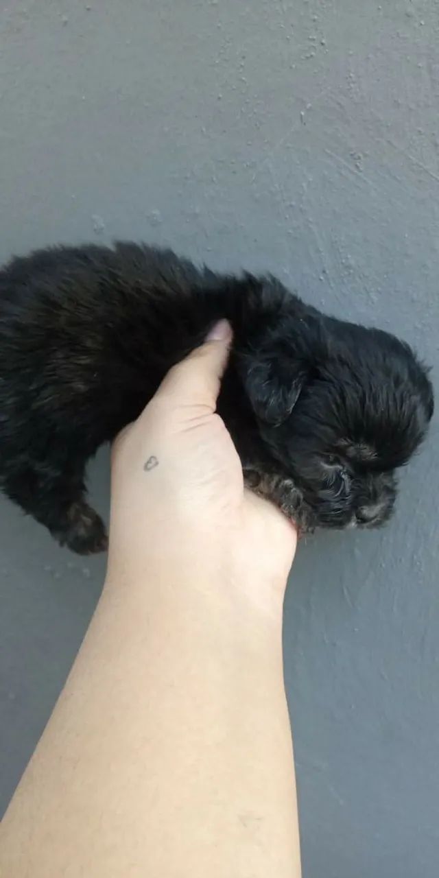 Filhote machinho Lhasa apso