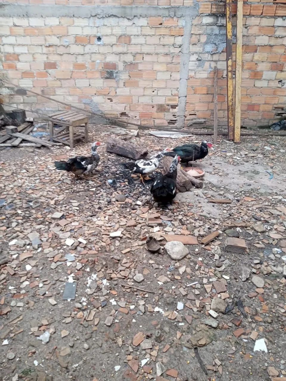 Pato 