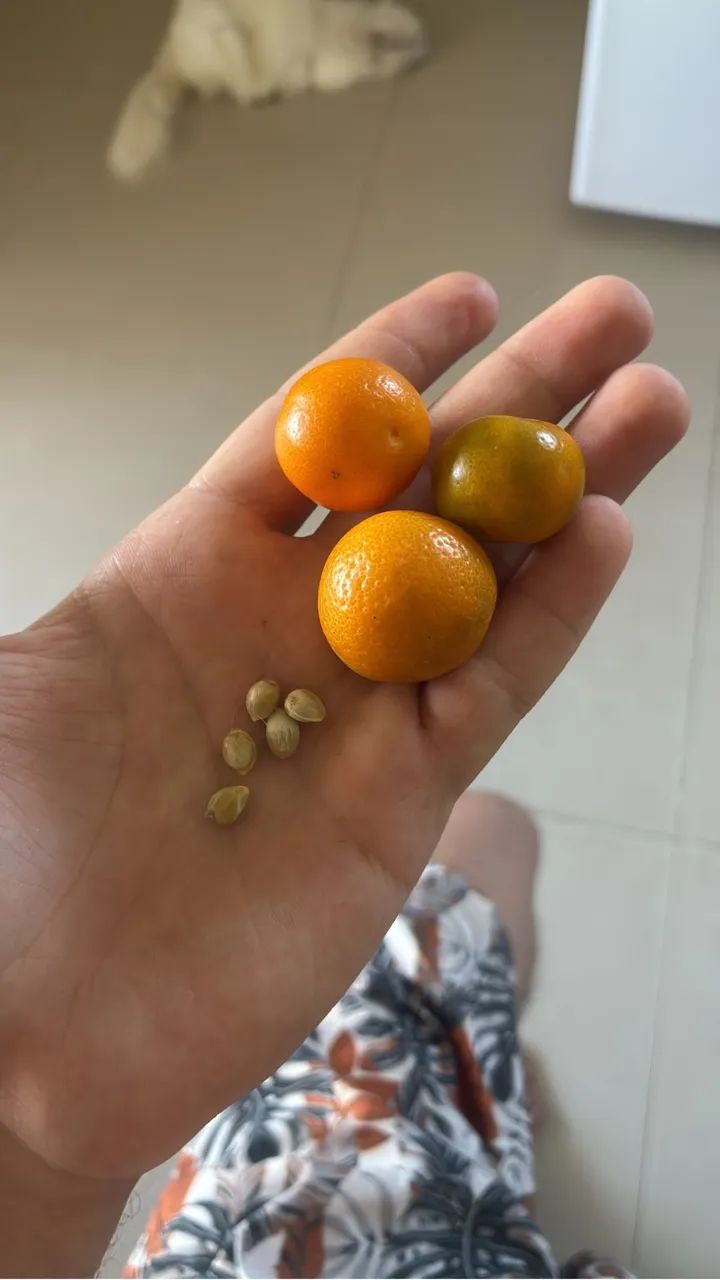 Mudas Mini tangerina  - Foto 2