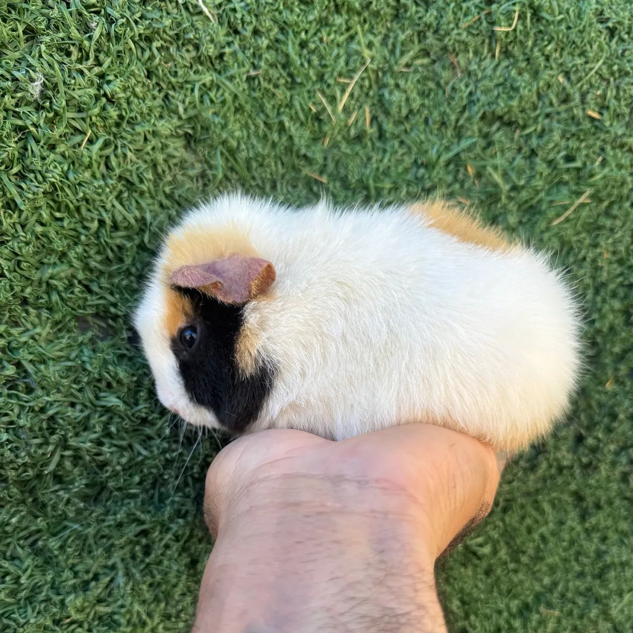 Animais  - Foto 4