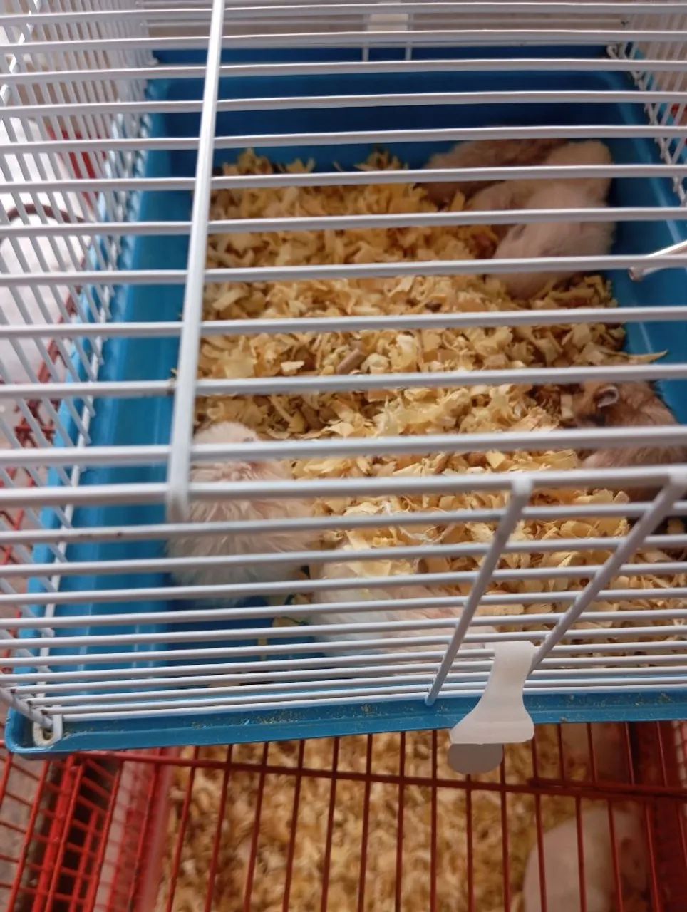 Hamster sírio 