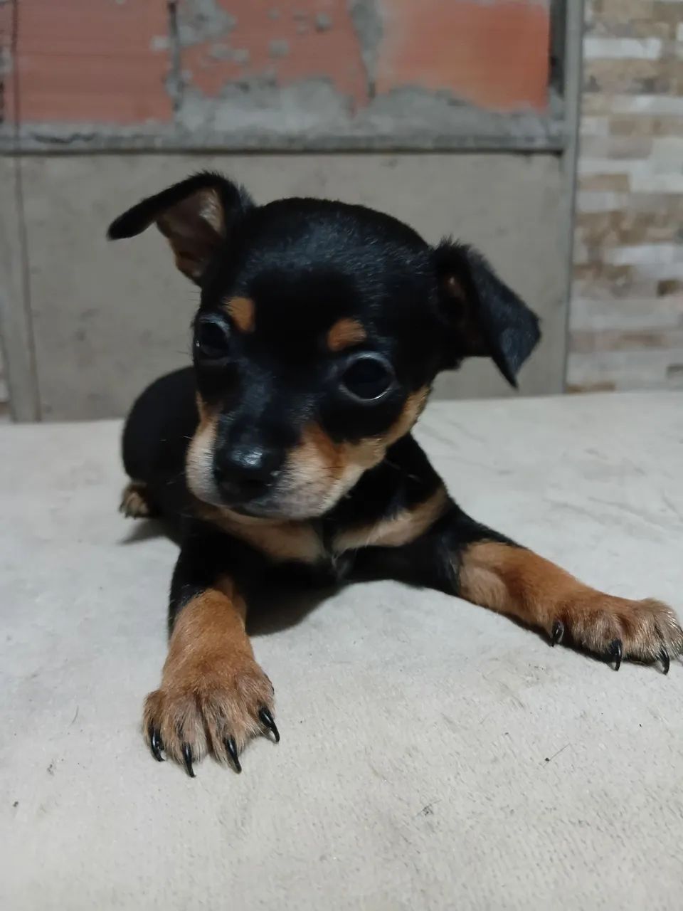 Pinscher é macho N 01 - Foto 4