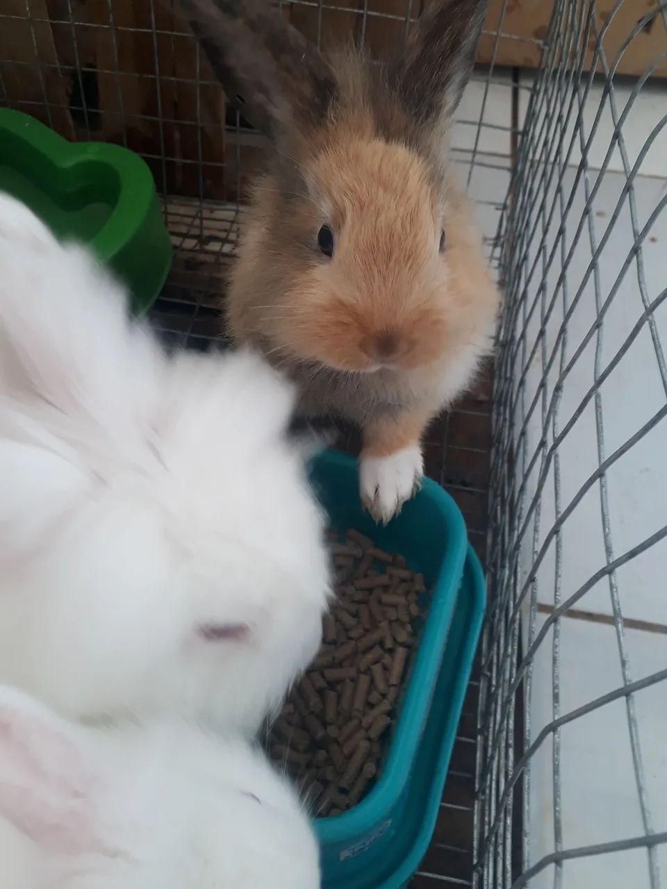 Vendo coelhos filhotes com 1 mês  - Foto 4