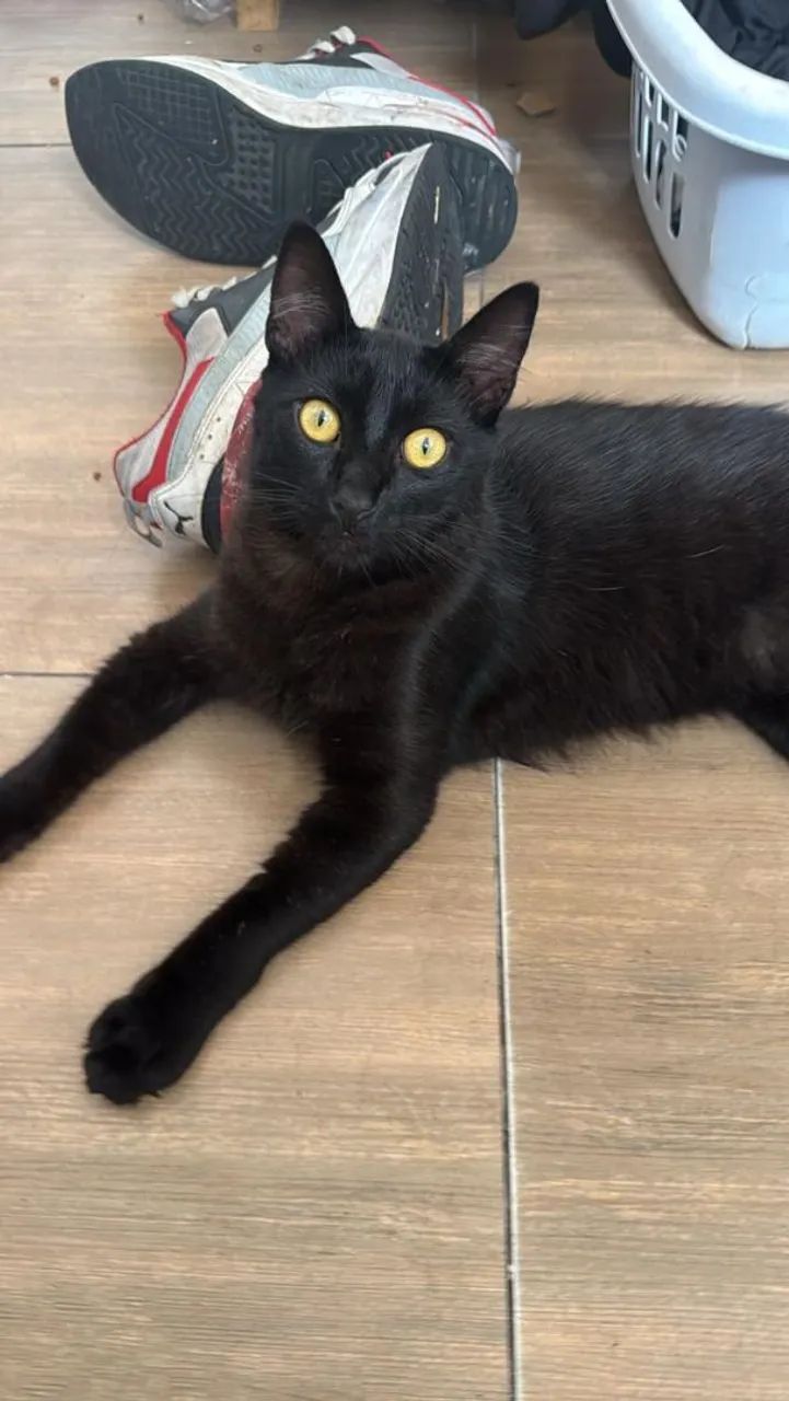 ? Doação de Gatinhos! ? - Foto 4