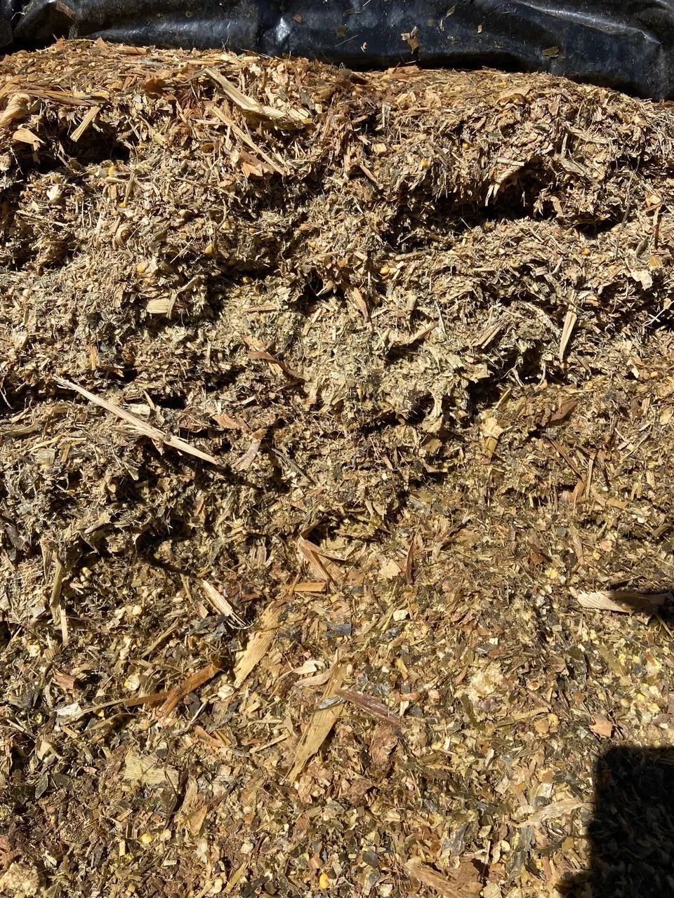 Silagem ensacada de milho integral - Foto 5