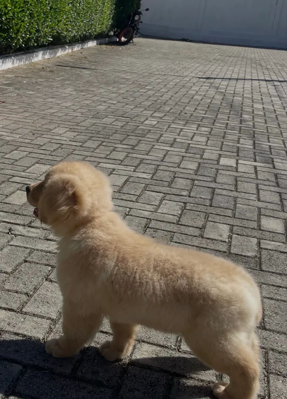 Filhotes de Golden Retriever- Alto Padrão de Qualidade - Foto 4