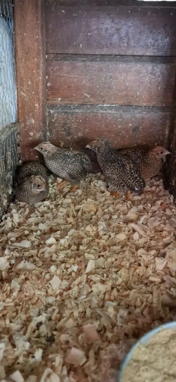 Codornas chinesas