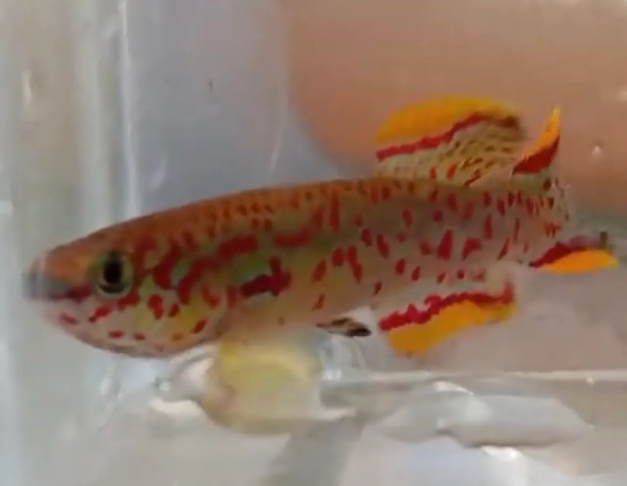 killifish Jos Plateaus - Foto 3