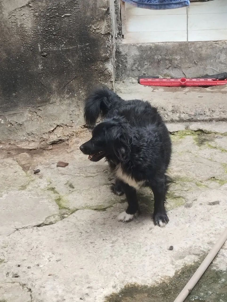 Cachorro ? - Foto 4