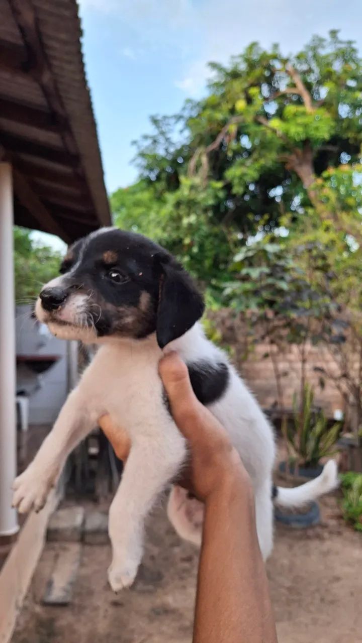 CACHORRINHOS PARA ADOÇÃO - Foto 4