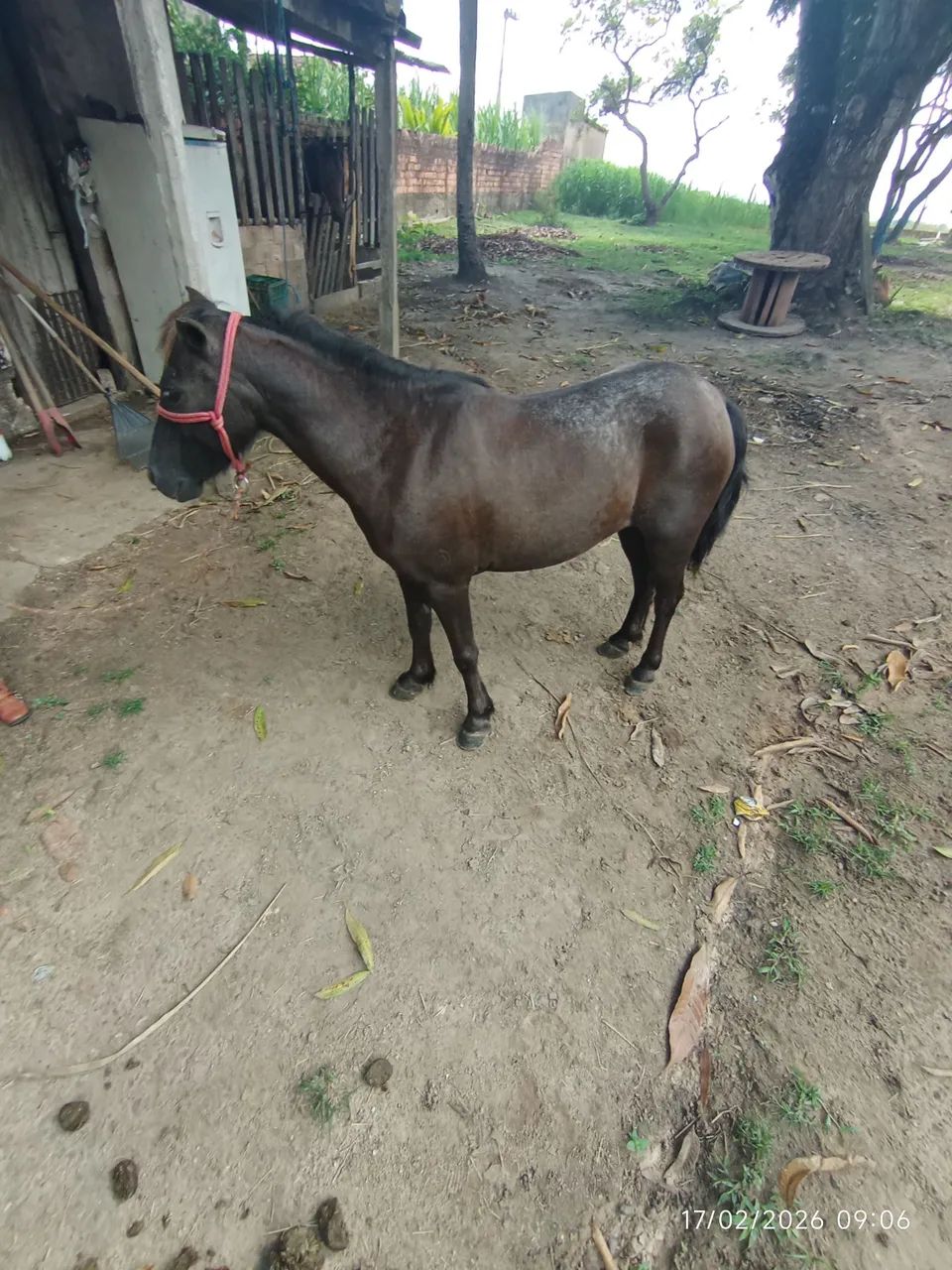 Pônei fêmea  - Foto 4