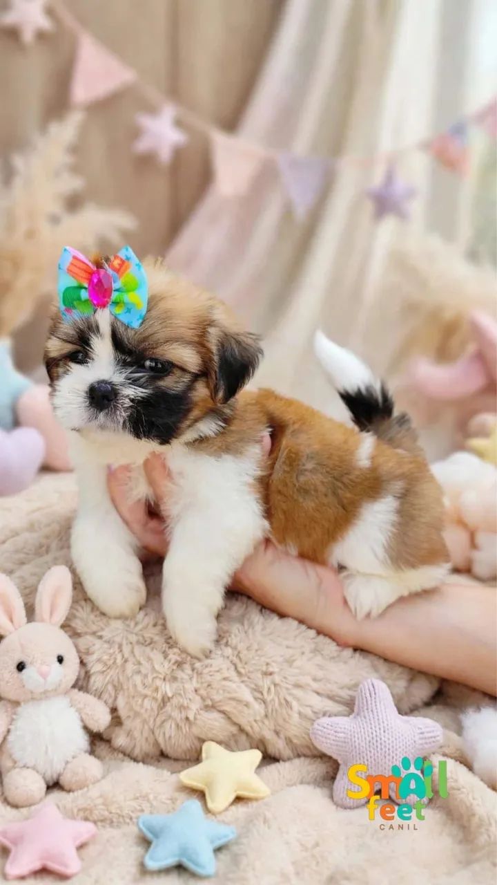 SHIH TZU COM PEDIGREE - Foto 5