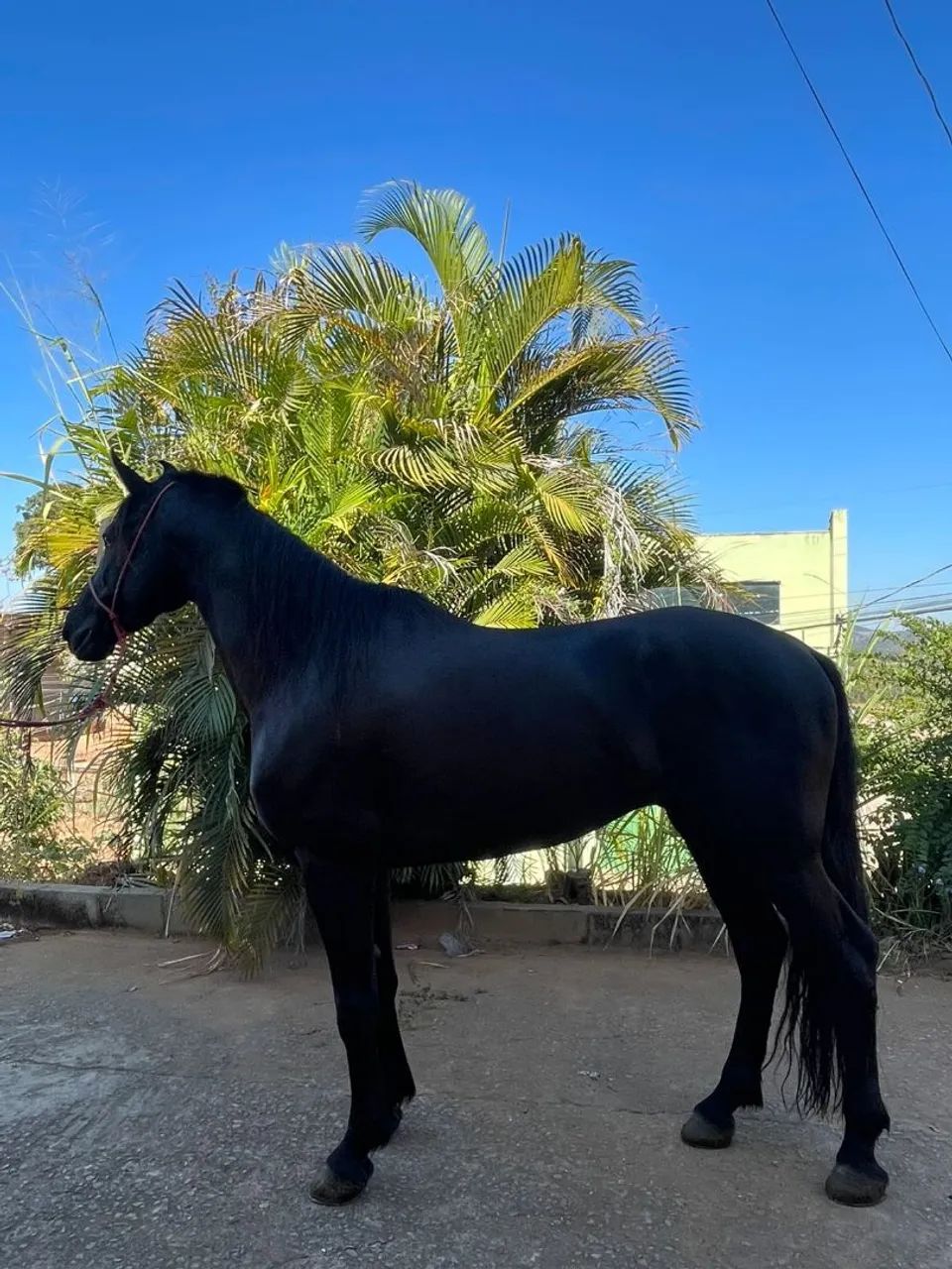 Cavalo Mangalarga Machador