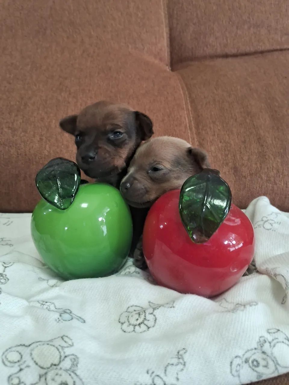 Filhotes de Pinscher Zero  - Foto 4