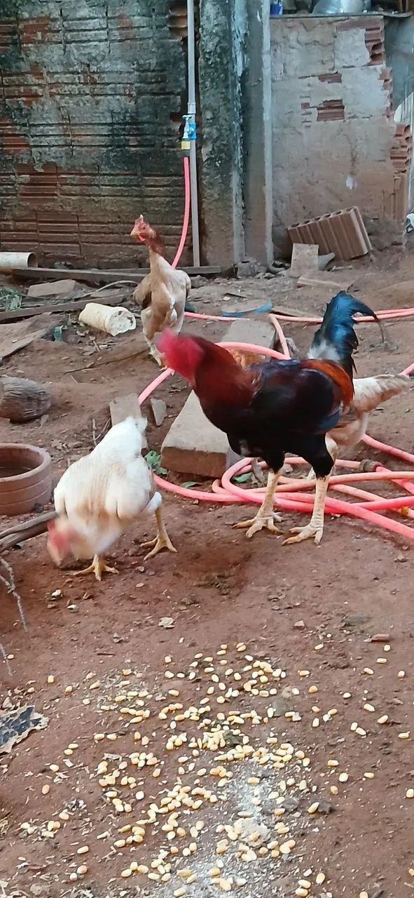 11 galinhas e 2 galos - Foto 2