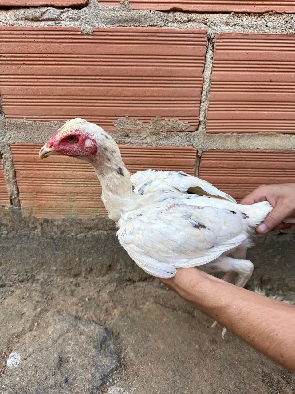 Galinhas raça índio 