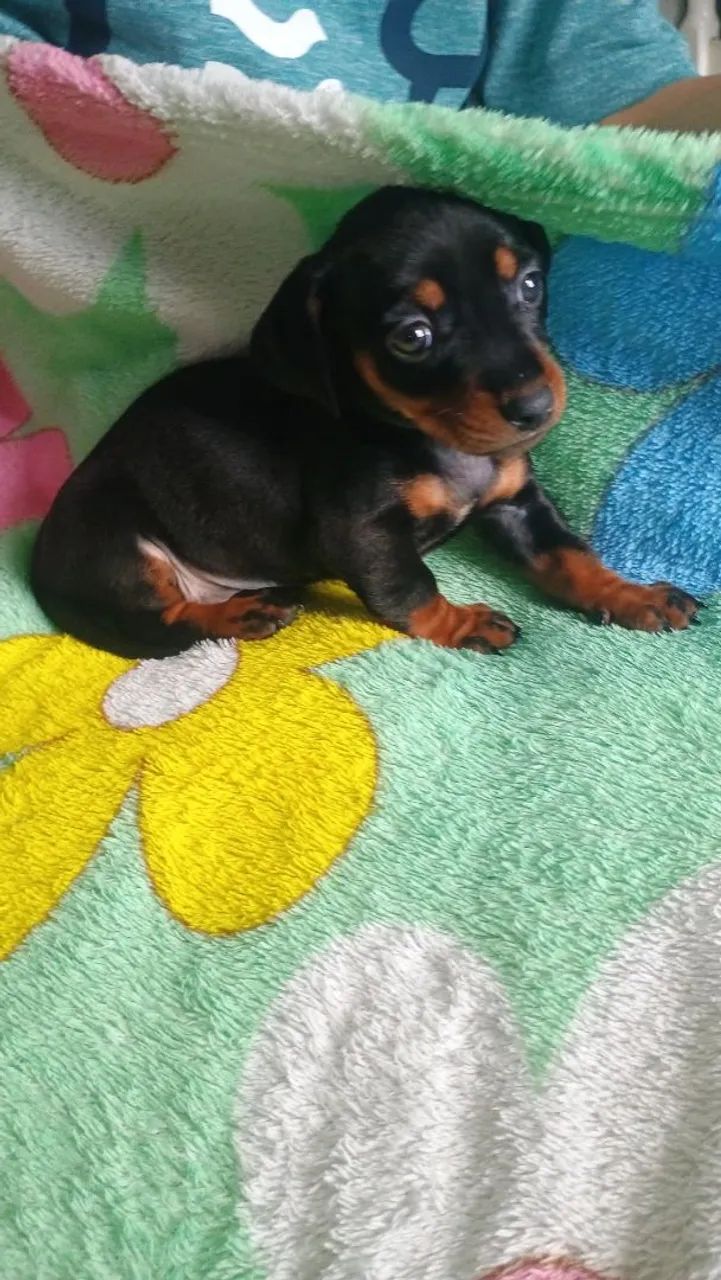 Dachshund (salchicha)  - Foto 4