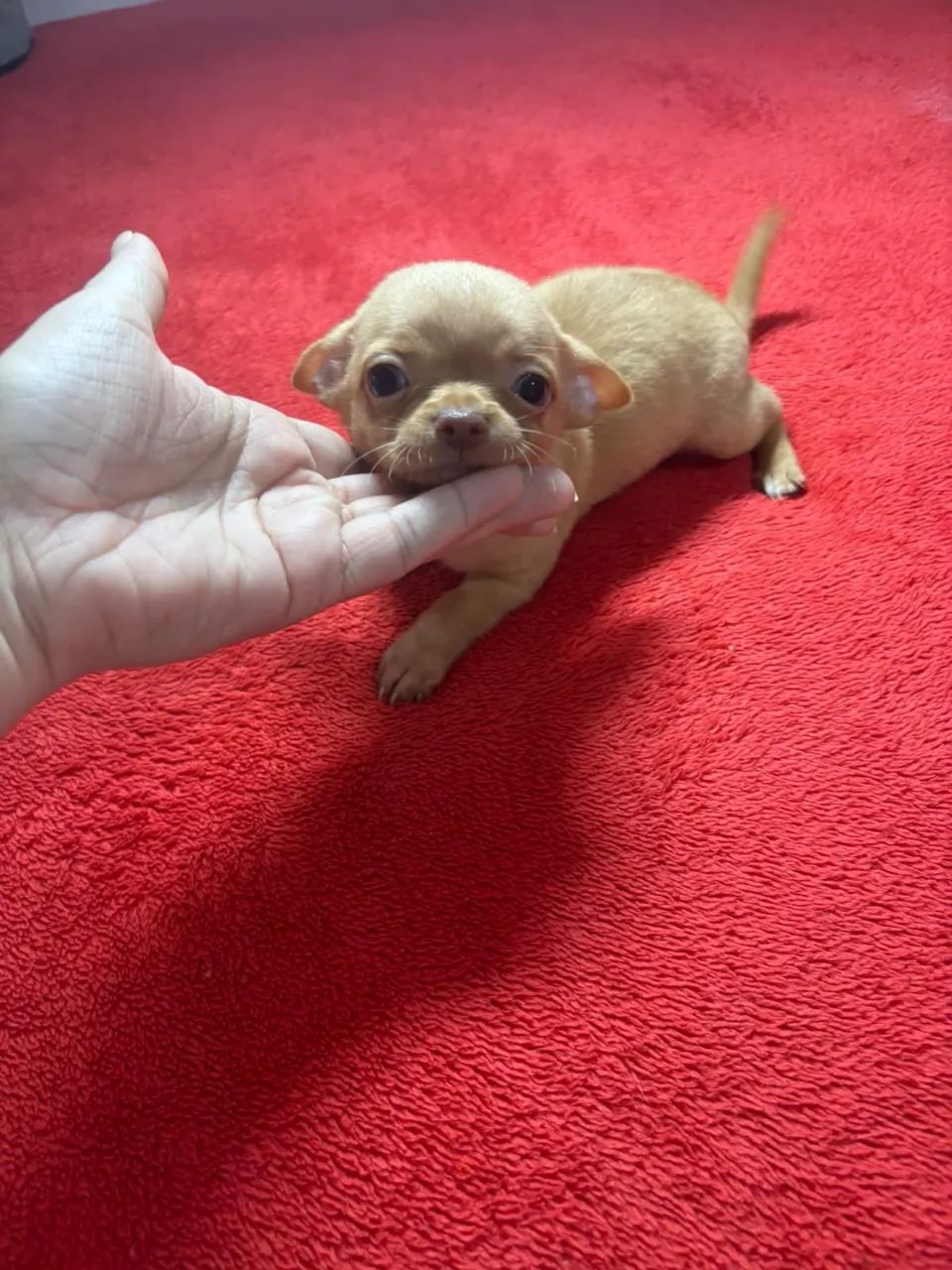 Chihuahua  - Foto 3