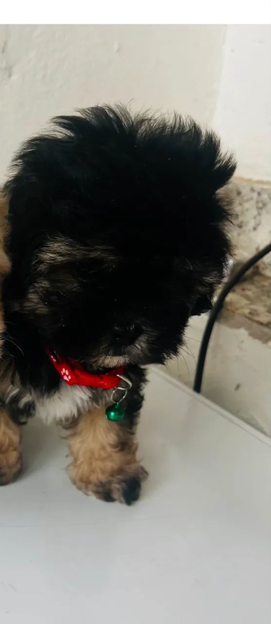 Machinho poodle  micro toy  - Foto 5