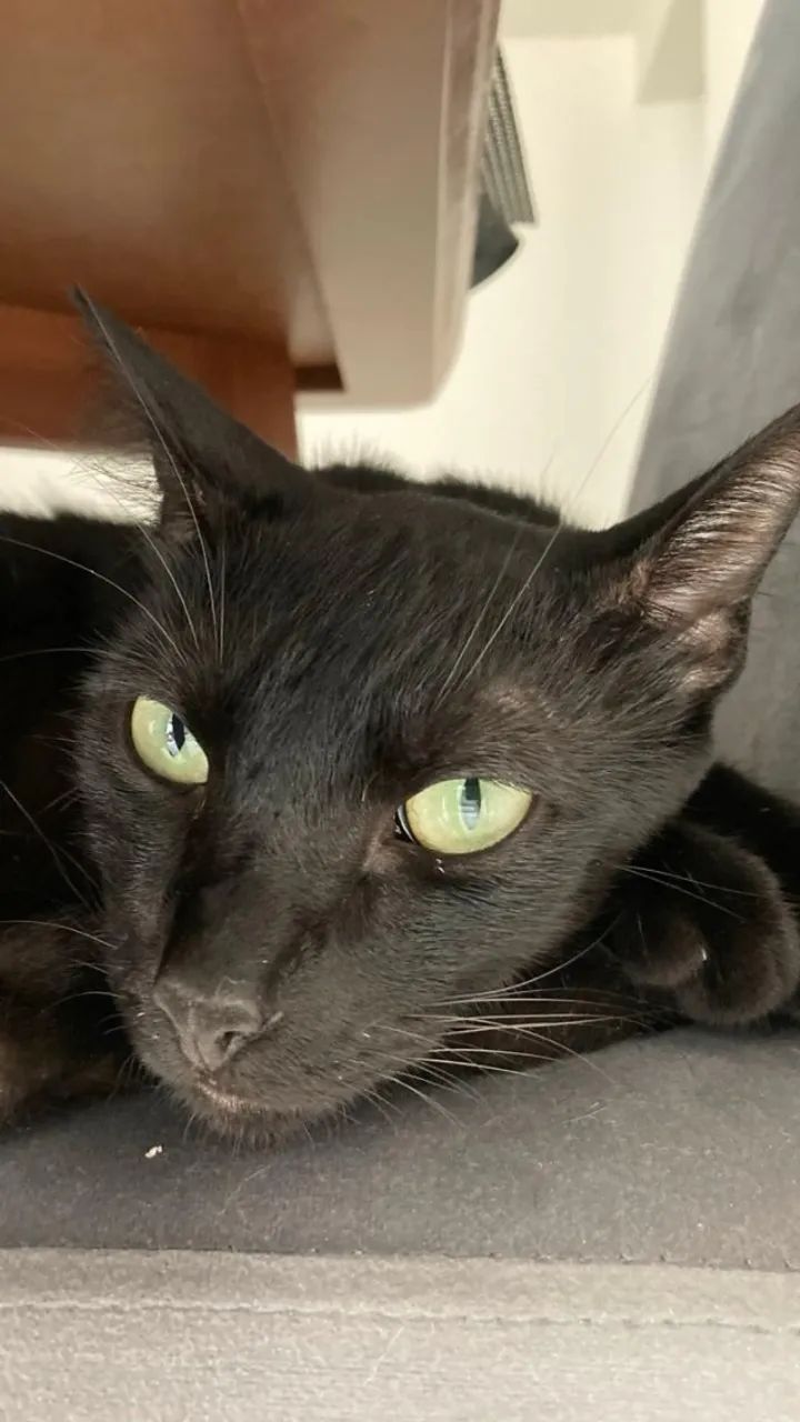 Gato Castrado + 10kg de ração premium + Caixa de areia - Foto 2