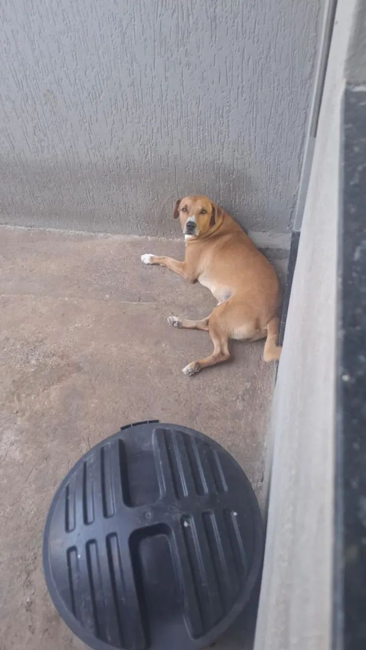 Cachorro de grande porte, procurando novo dono - Foto 3