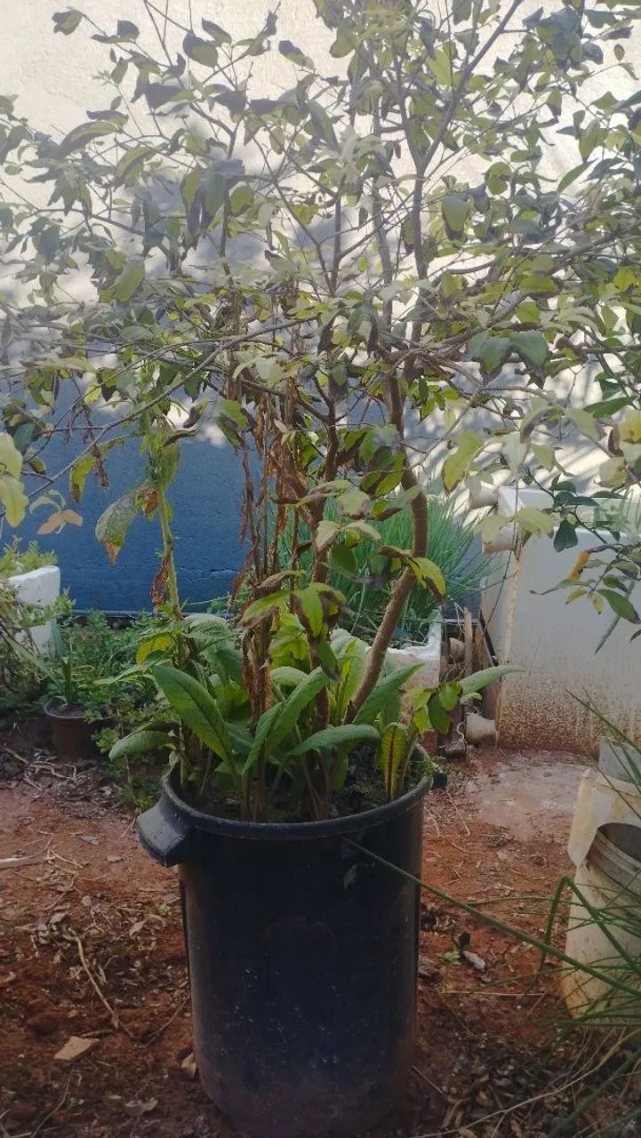 Mudas Frutíferas  - Foto 4