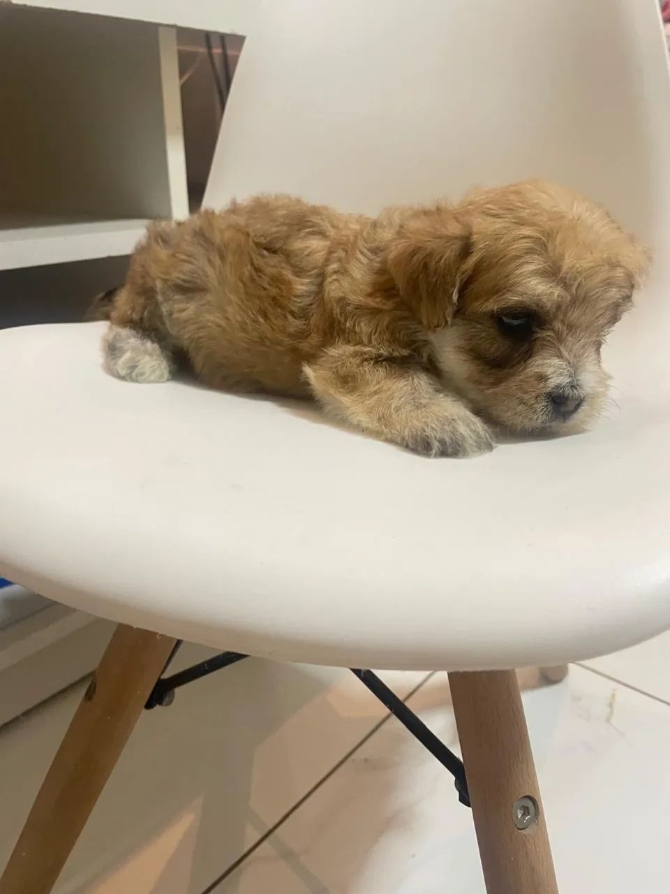 Cachorrinhos poodle toy  - Foto 4