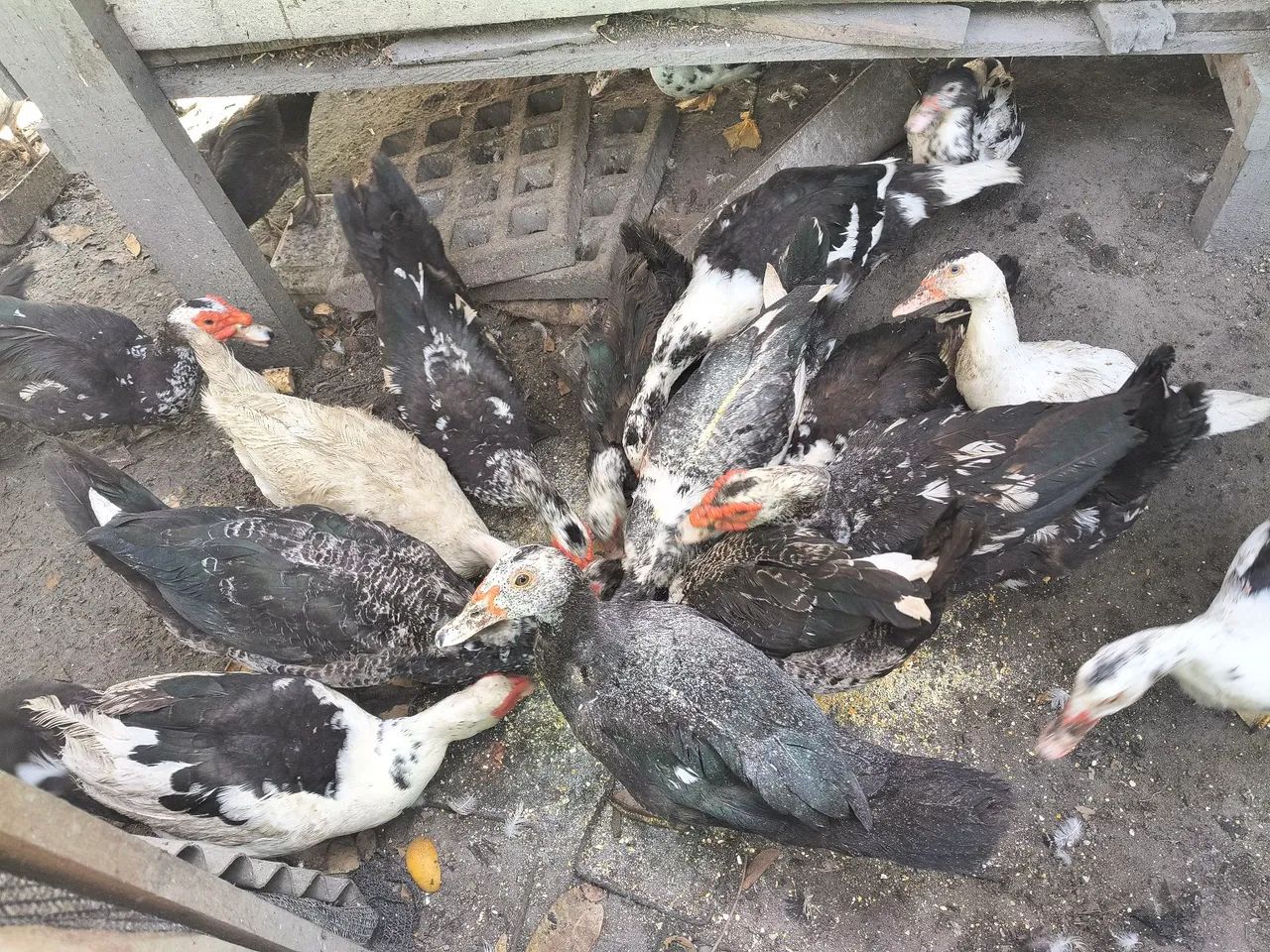 Patos 